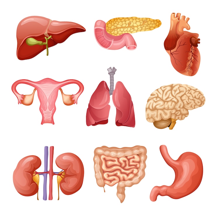 Tal inflamação pode comprometer o funcionamento de vários órgãos, um quadro conhecido como falência de múltiplos órgãos. 